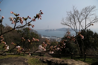 橋と桜