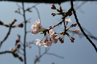 花の拡大