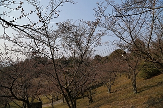 つぼみのサクラ