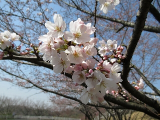 花枝の拡大