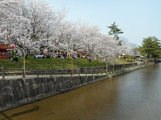 桜全体