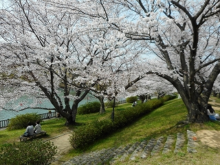 土手付近のソメイヨシノ