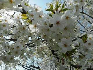 桜