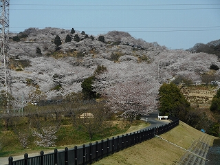 桜全体