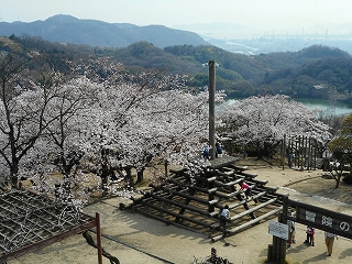 駐車場の桜全体