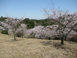 桜遠望