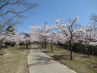 桜の見頃