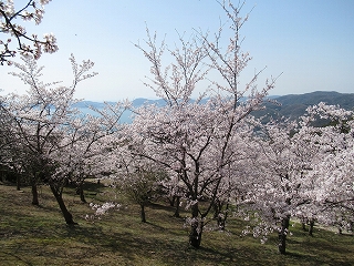 満開のサクラ