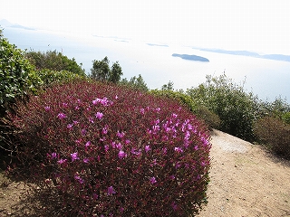 ツツジの花芽