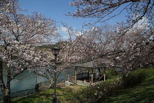 水面と桜