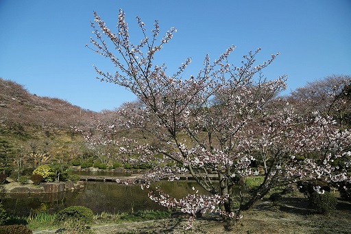 池と桜