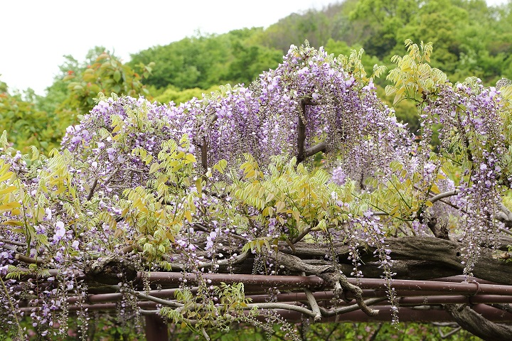 フジの開花