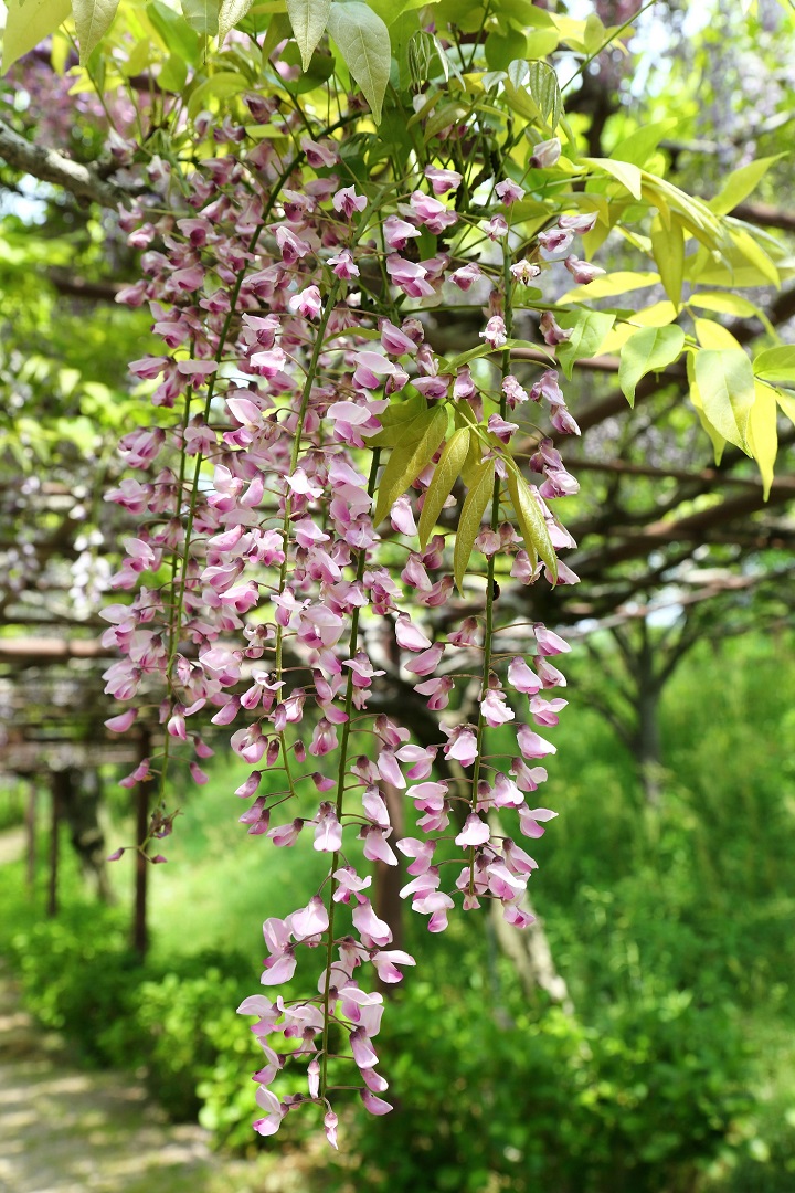 フジの花の拡大