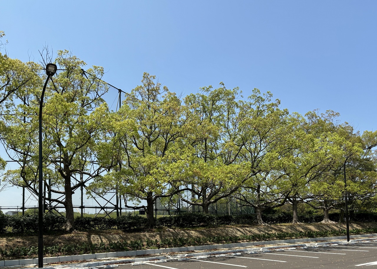 水島緑地福田公園の照明写真です