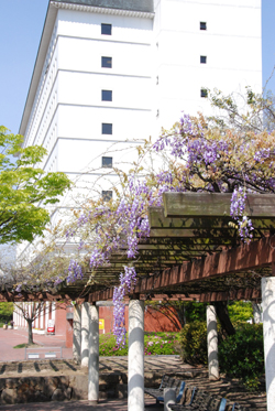 市役所東側広場の藤棚（１枚目）