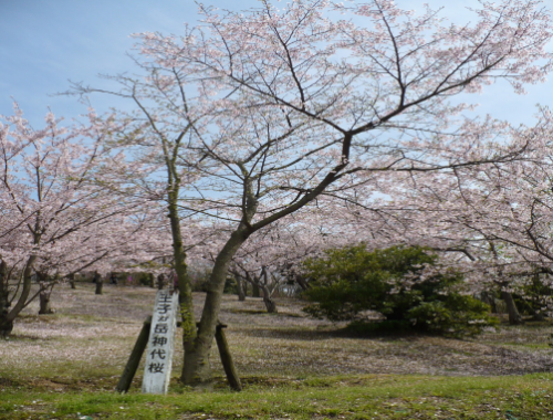 桜園地