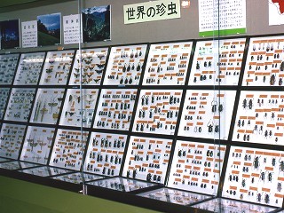 標本箱展示のようす