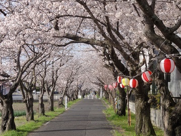 sakura