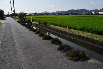 引き上げられた藻その１