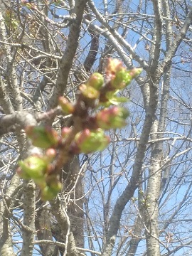 水江の渡しの桜その３