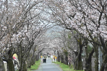 2023年3月25日3分咲き