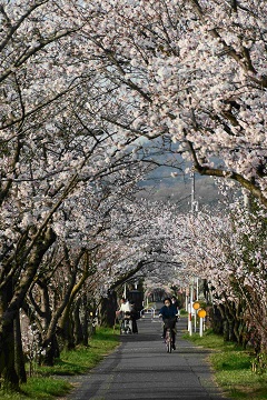 2023年3月30日一気に開花が進む7分咲き