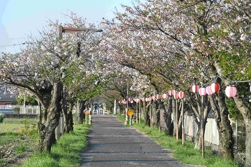 2023年4月9日葉が目立つようになってきた