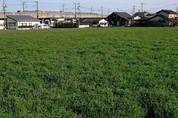 茶屋町のレンゲその１