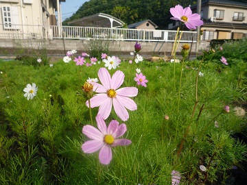 初夏のコスモス