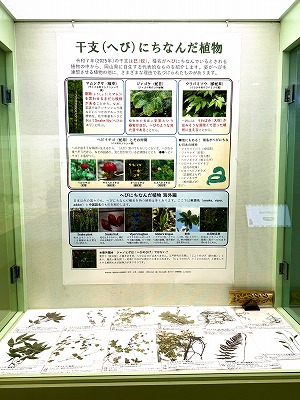 干支（へび）にちなんだ植物