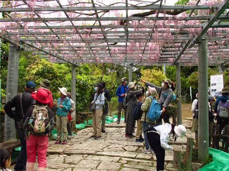 春の身近な植物観察　観察会のようす２