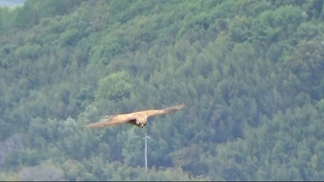 亀嶋山のチョウゲンボウの写真