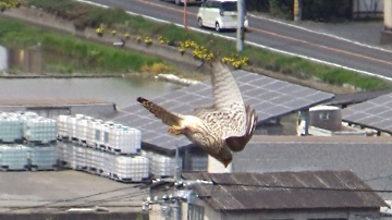 亀嶋山のチョウゲンボウが急降下する写真