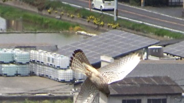 亀島山のチョウゲンボウがひるがえる写真