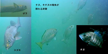 チヌとスズキとボラの写真