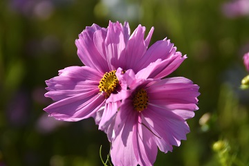 帯化を起こしたコスモスの花の写真その１