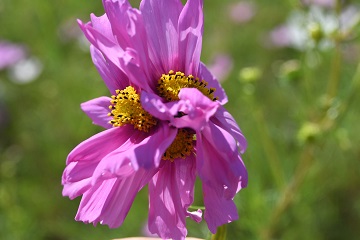 帯化を起こしたコスモスの花の写真その２