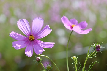 標準的なコスモスの花の写真