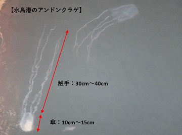 水島港のアンドンクラゲ