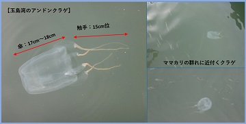 玉島湾のアンドンクラゲ