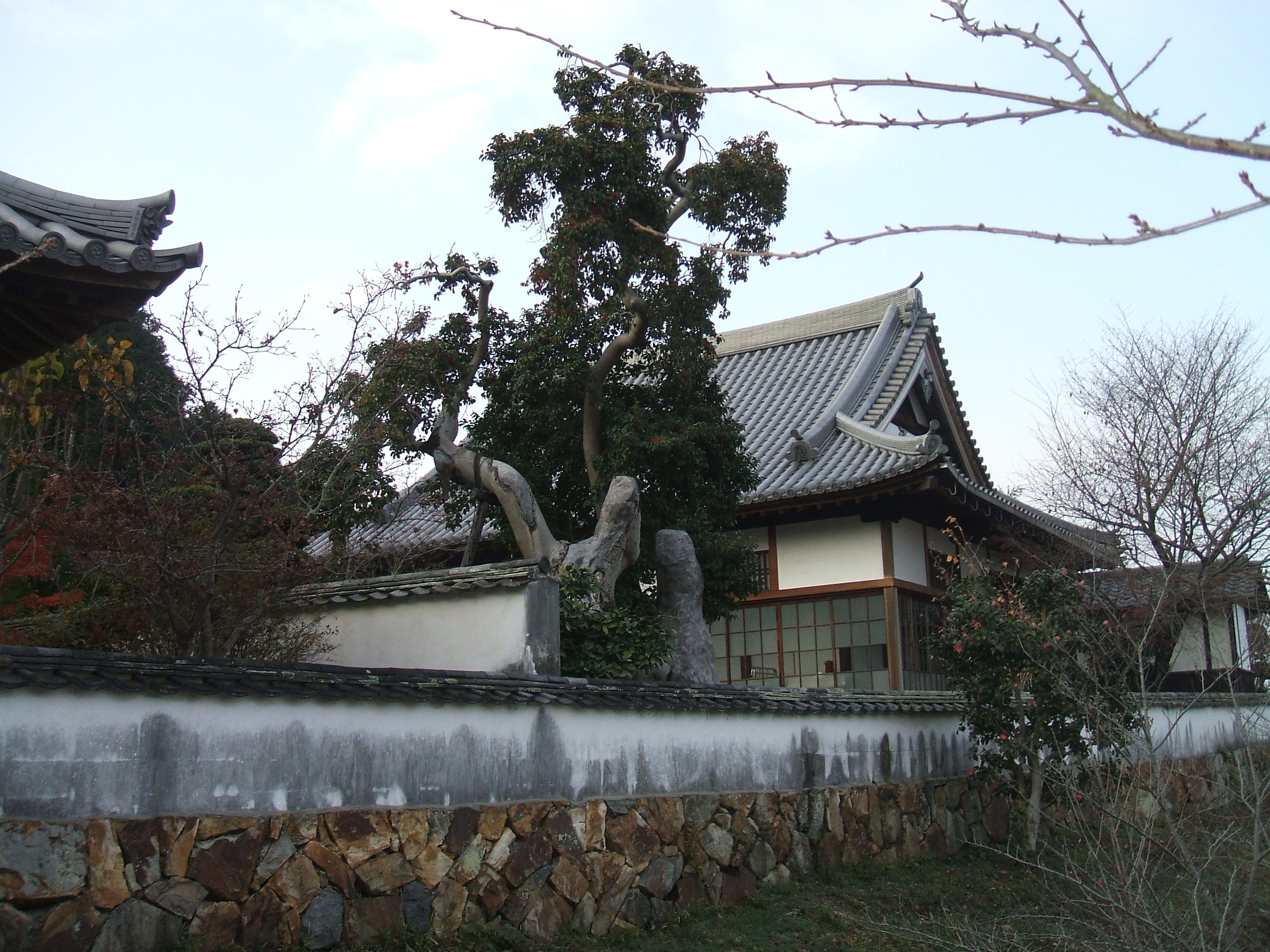 写真：法輪寺のクロガネモチ