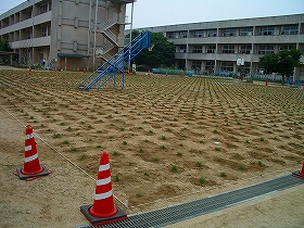 植栽直後