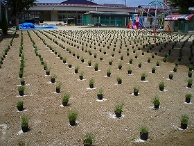 植栽風景