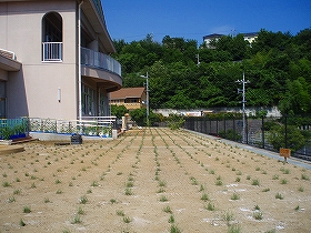 植栽直後1