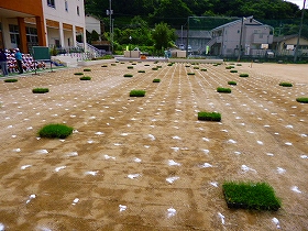 植栽風景1