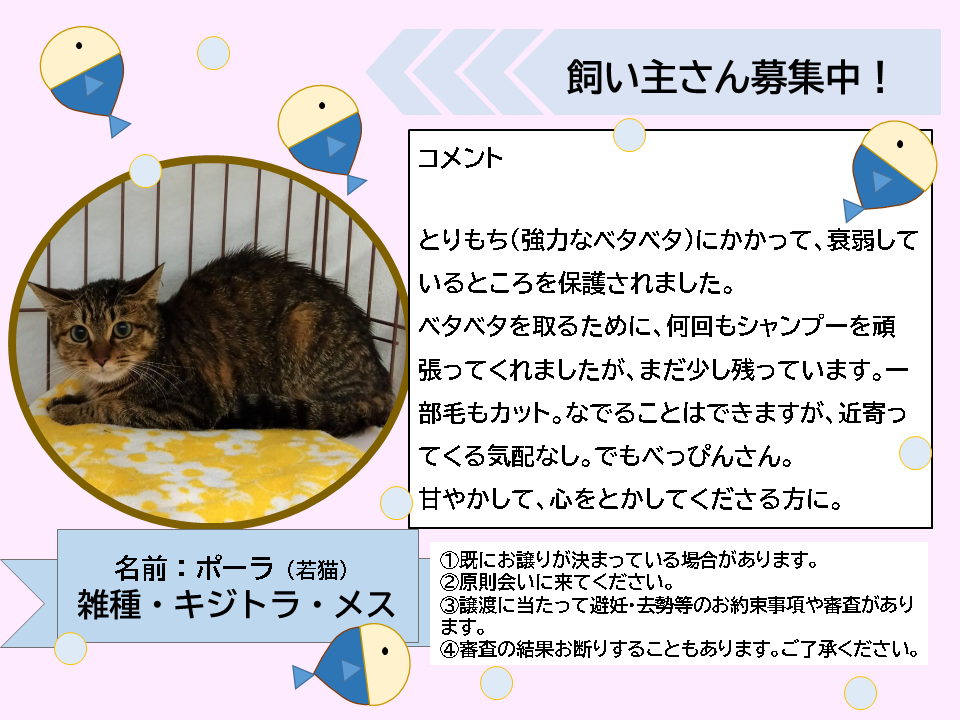 譲渡対象猫　キジトラメス