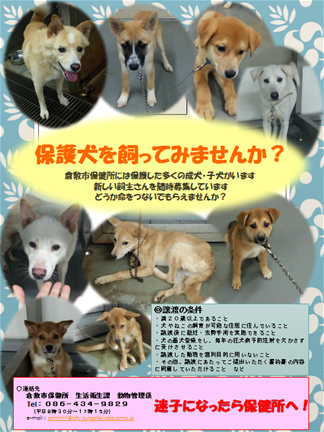 保護犬の譲渡募集ポスター