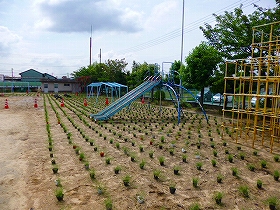 植栽風景1