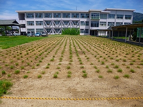 植栽直後