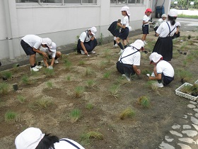 植栽の様子４